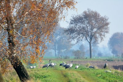 Diepholzer Moorniederung