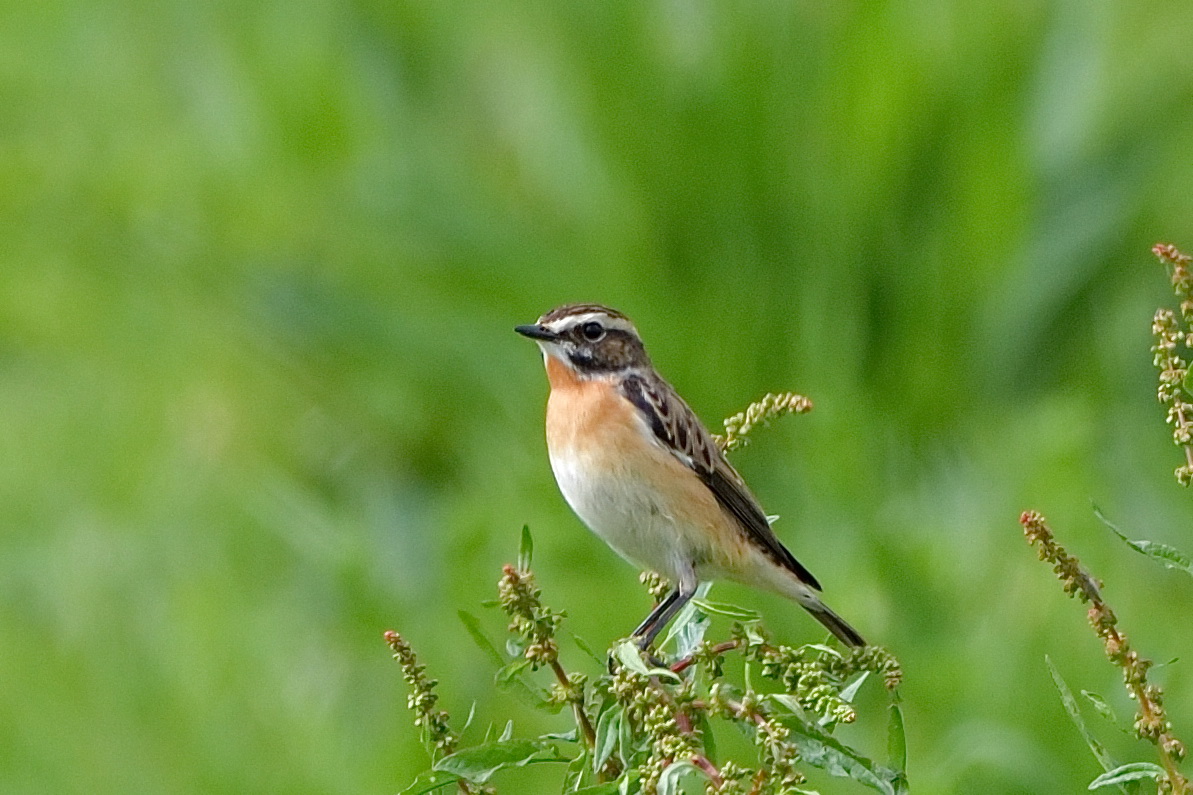 Braunkehlchen