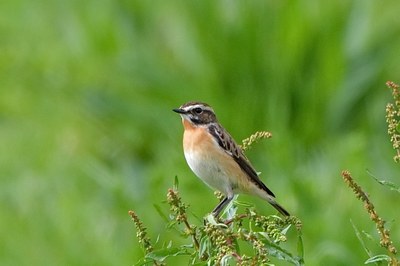 Braunkehlchen