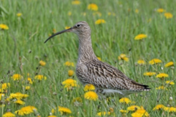 Großer Brachvogel