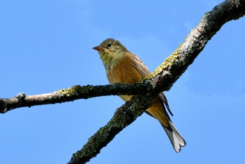 Ortolan