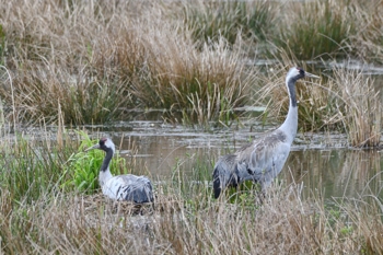 Kraniche am Nest