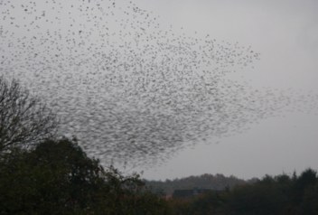 Vogelzug