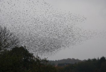 Vogelzug