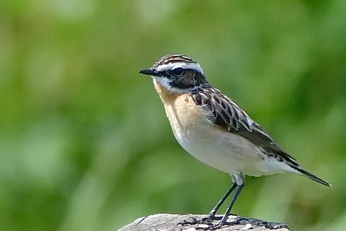 Braunkehlchen