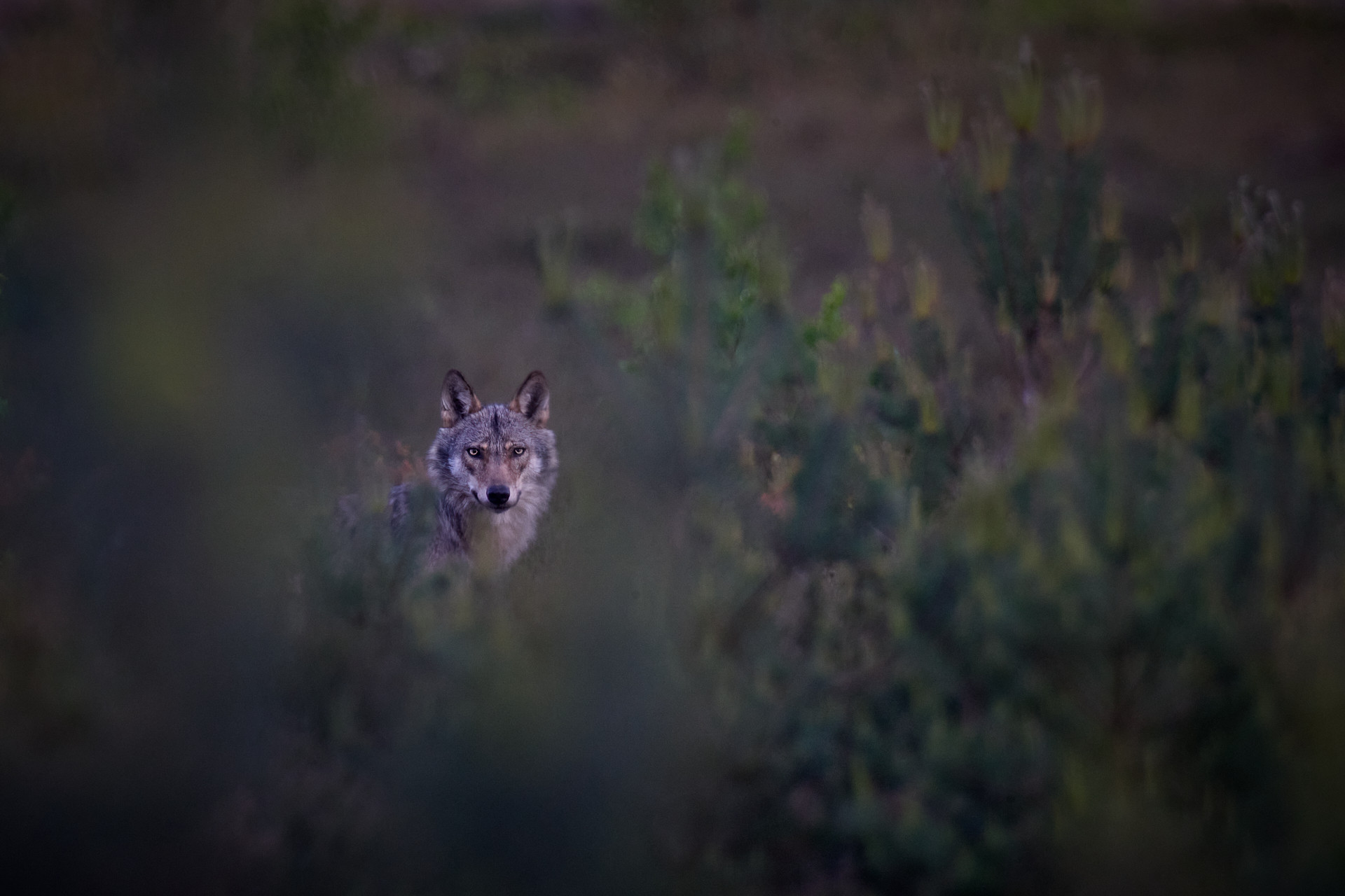 Wolf