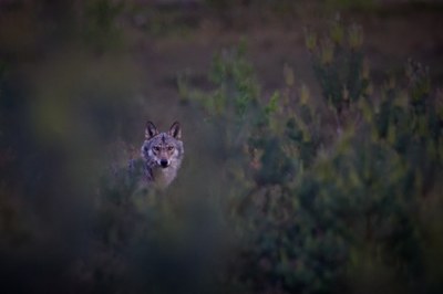 Wolf