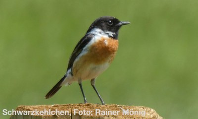 Schwarzkehlchen