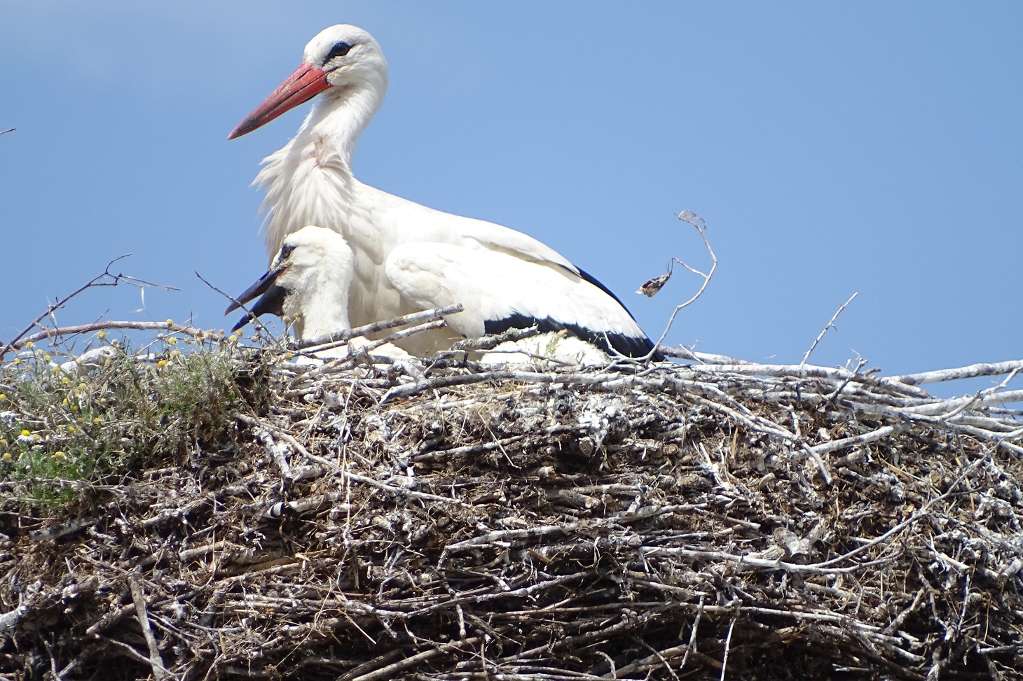 Weissstorch