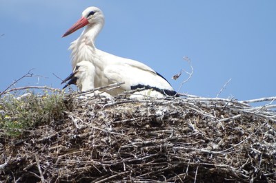 Weissstorch