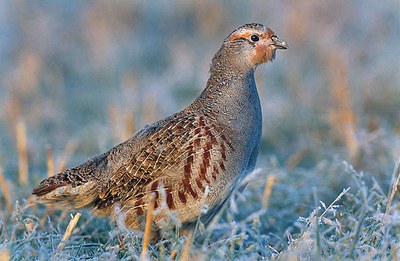 Rebhuhn