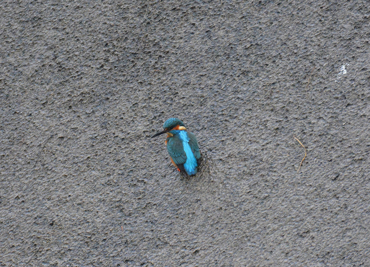 Eisvogel am Gilsbach