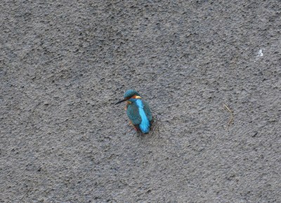Eisvogel am Gilsbach