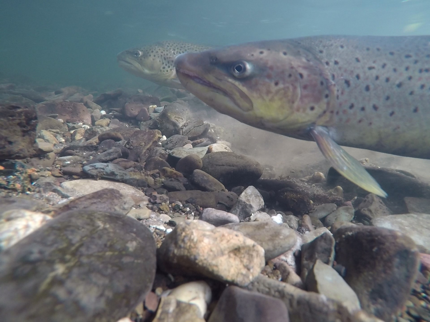 Fische in der Wupper