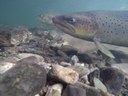 Fische in der Wupper