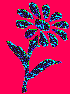 blume.gif