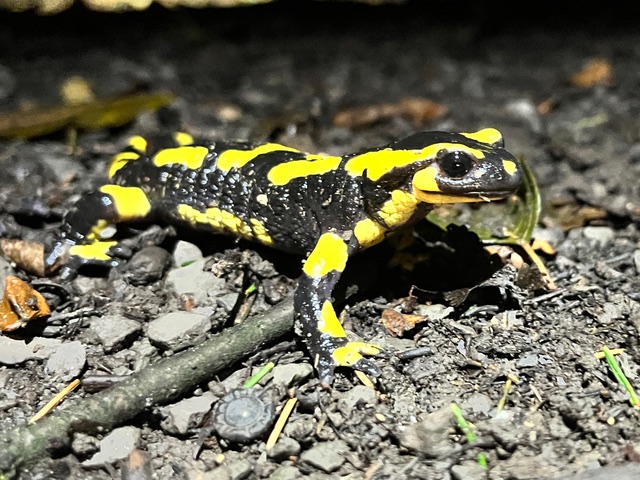 Feuersalamander